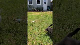 Video preview image #1 Chihuahua-Unknown Mix Puppy For Sale in Corona, CA, USA