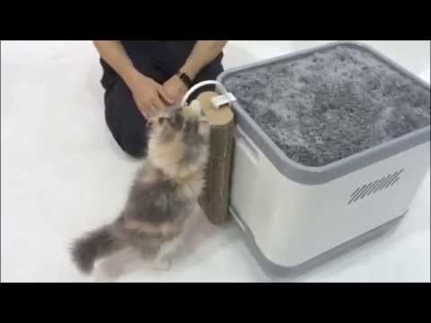 Chanel meets Catconcept, with style in style…