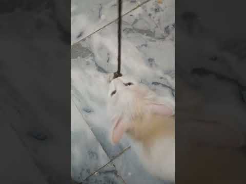 Morning exercises COCO 😄🌞