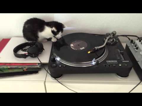 DJ Kitten loves to play and scratch vinyl - Baby Katze liebt DJing