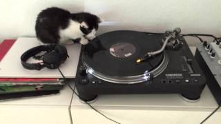 DJ Kitten loves to play and scratch vinyl - Baby Katze liebt DJing