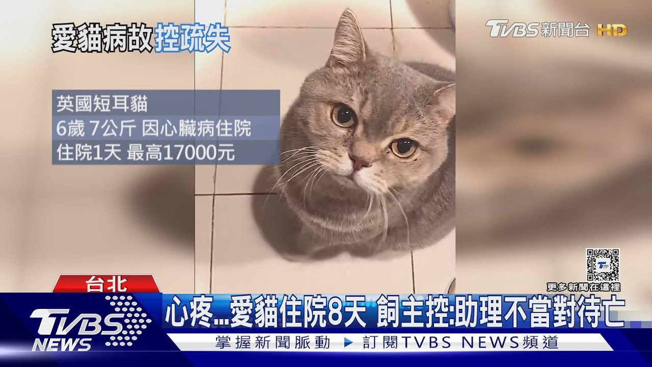 心疼!貓住院8天 飼主控:助理不當對待亡