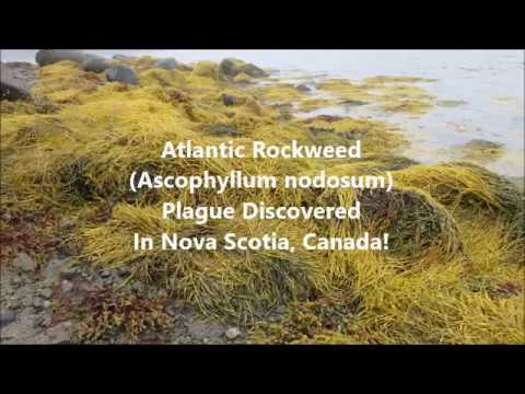 Atlantic Rockweed (Ascophylum nodosum) Plague