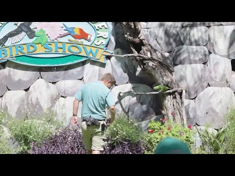 Hawk missing for 15 months returns to Fresno Chaffee Zoo