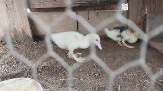 Eles fazem quase TUDO Juntos. O elo de companheirismo entre os Patinhos! - ( Parte 3 )