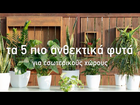 , title : '🪴 Τα 5 πιο ανθεκτικά φυτά εσωτερικού χώρου - Τα Μυστικά του Κήπου'