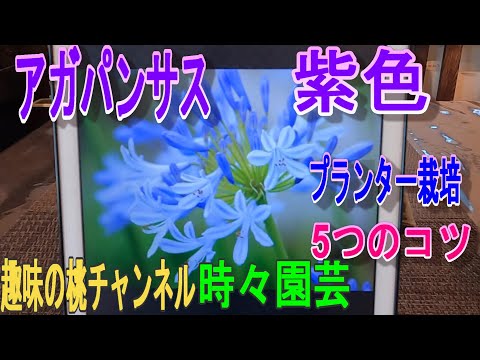 アガパンサスが使用するカリと窒素が豊富な肥料の利点