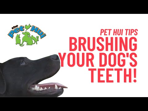 Pet Hui Health Tip: How often do I need to brush my dogs teeth?