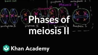 Phases of meiosis II | Cells | MCAT | Khan Academy