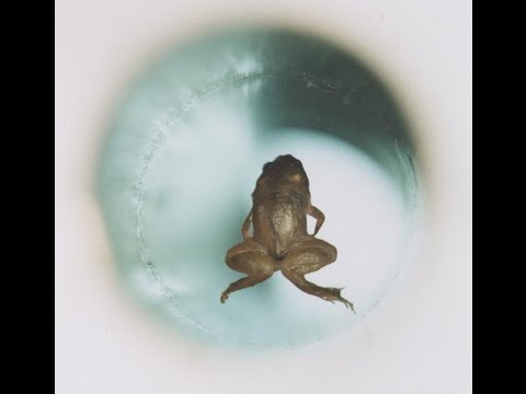 Everything Is Magnetic! Moving Water With Magnets And Levitating Frogs