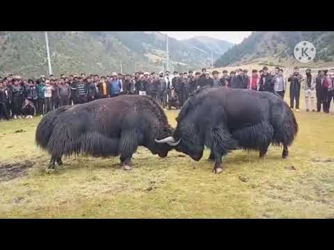 A big black Tibetan yak fight with a white one ????????