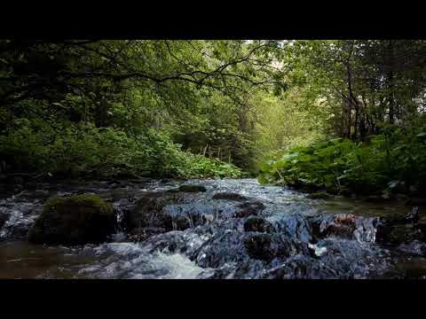 Relaxing Forest River Sounds - 8 Hours of River Flowing Sounds in Nature