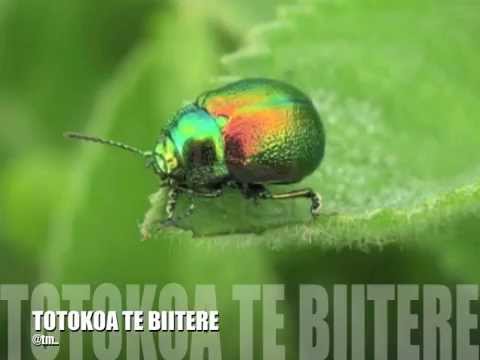 TOTOKOA TE BIITERE_Nabuaka Ft. Nabzy_Camnam - Kiribati@tm..