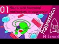 Neural and Hormonal - Aggression [AQA ALevel Psychology]