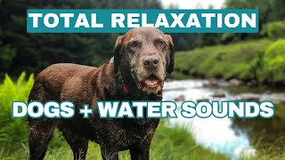 Join Us By the Creek: Passive Enrichment for Dogs
