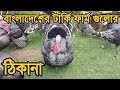 Turkey Farming In Bangladesh Bangladeshi Turkey Farm Turkey Farm Address In Bangladesh