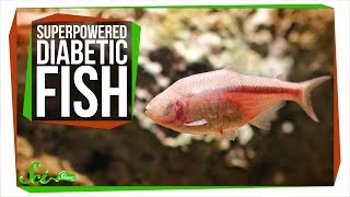 Pain-Killing Hunger and Superpowered Diabetic Fish
