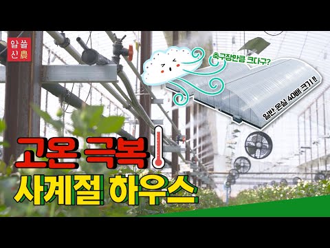 , title : '[알쓸신농] 고온극복! 사계절 하우스(feat. 국내 최대 비닐하우스)'