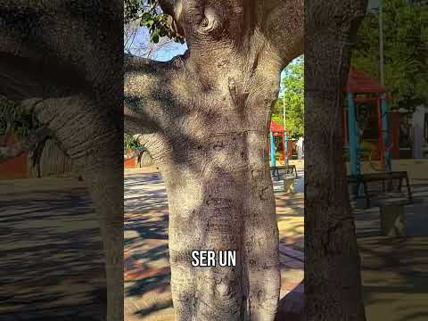 La Jagua del Pilar: Tesoro Natural y Cuna del Vallenato #shorts