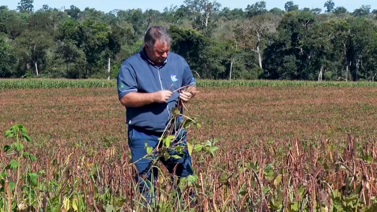 Nosso Agro - Feijão Caupi