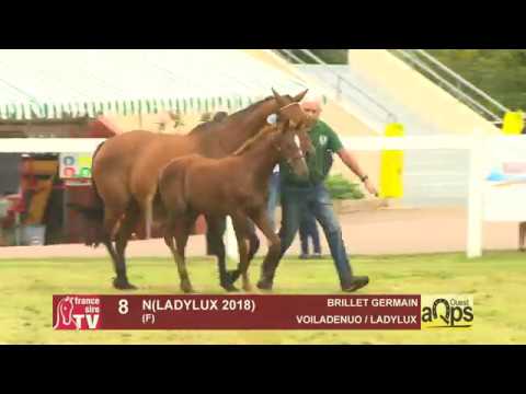 Show AQPS Ouest 2018 : Lot 8 - N(LADYLUX 2018)