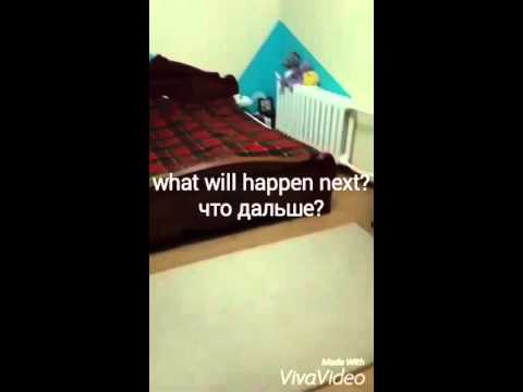 Chinchilla and cat. Шиншилла и кот