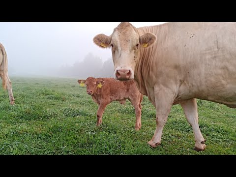 Über vermisste Kälber, Mutterinstinkt und was das alles mit Wanderern zu tun hat