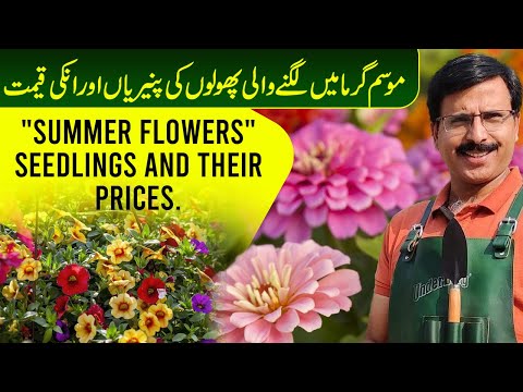"Summer Flowers" Seedlings and their prices | Gardening With Javed Iqbal