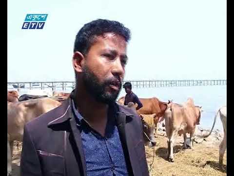 মিয়ানমারের সীমান্ত দিয়ে অবাধে আসছে গবাদি পশু