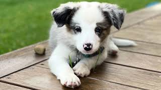 Blue merle tri border collie puppy first week at home