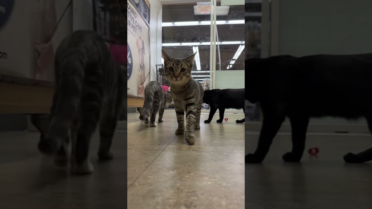 Enlarge Olive, a Adopted Domestic Short Hair in Los Angeles, CA video 6/6