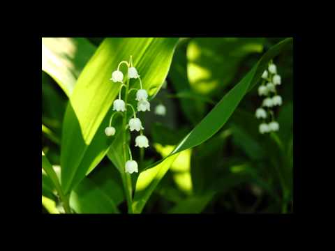 Russian Trance  DJ Yankovski - Ландыши Dj Yankovski-Landishi (HQ Format)