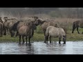 Staatsbosbeheer legt afschot en vangen konikpaarden en heckrunderen Oostvaardersplassen stil