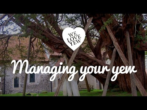 Managing your yew tree