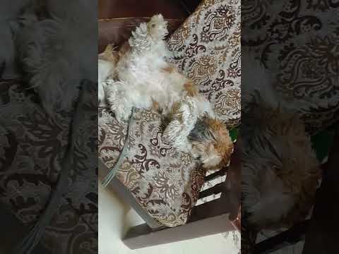 What ever happens ( My dog's reaction)👈