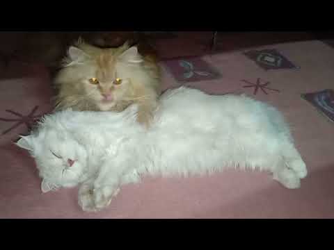 funny vedio 🥰🤣😀#viral #youtube