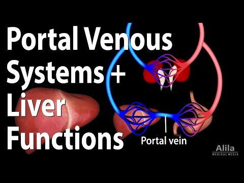 Cardiovascular System Overview Animation