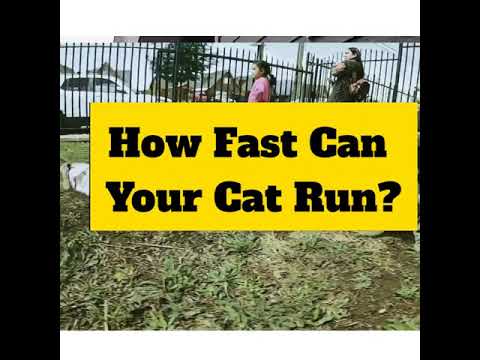 How Fast Can Your Cat Run? #Shorts