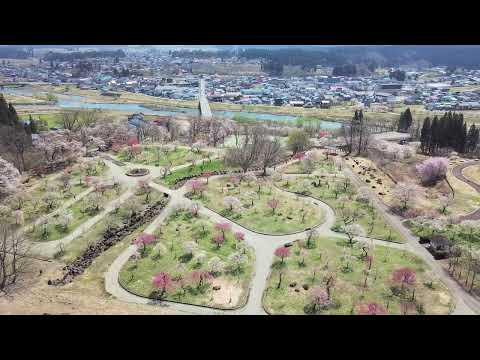 【真室川町】真室川公園（梅公園）の梅、桃、桜