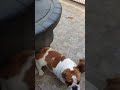 Bulldog Inglés cachorro en venta