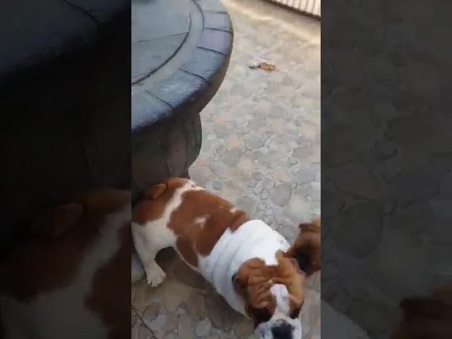 Bulldog Inglés puppy