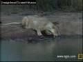 Lioness- Exit Stage Right