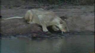 Lioness- Exit Stage Right