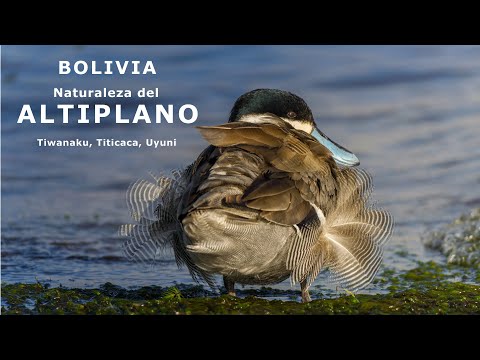 Bolivia - Tiwanaku, Lake Titicaca, Salar de Uyuni - Nature of the Altiplano.