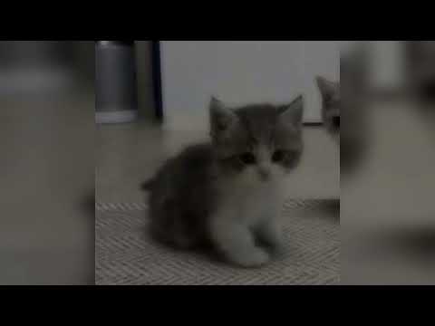 Issam Alnajjar-Hadal Ahbek-speed up