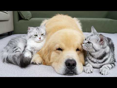 YouTube 썸네일
