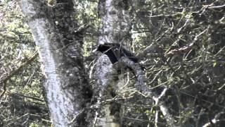 Crow Makes Clicking Sound, Rattle Noise