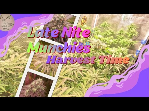 "Late Nite Munchiez" 🌿Ep. 11 – Harvesting Exotic Indoor Strains |  Week 5-8 Flower "Da Chop"