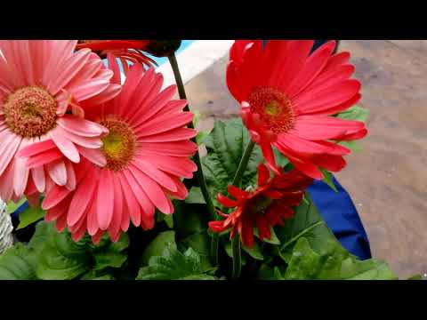 download lagu mp3 mp4 Gerber Daisy Season, download lagu Gerber Daisy Season gratis, unduh video klip Gerber Daisy Season