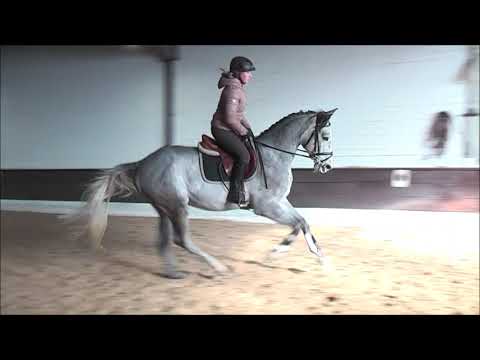 SNOWFLAKE 4j. v. Stanley - Escudo - VB 15.000,- Euro